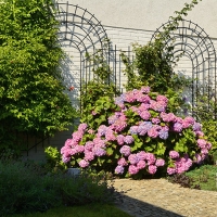 hortensja ogrodowa - patio na Sadybie